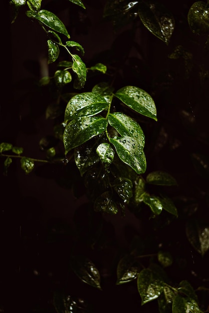 Een groen blad met waterdruppels erop