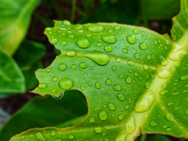 Een groen blad met waterdruppels erop