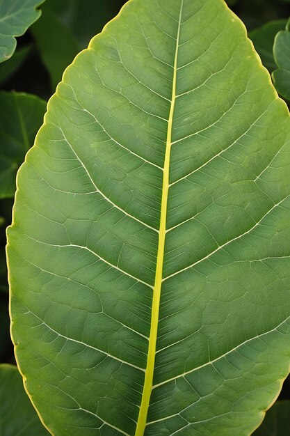 Een groen blad met zichtbare aderen en de onderkant van het blad is groen en geel