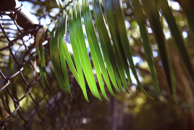 Een groen blad