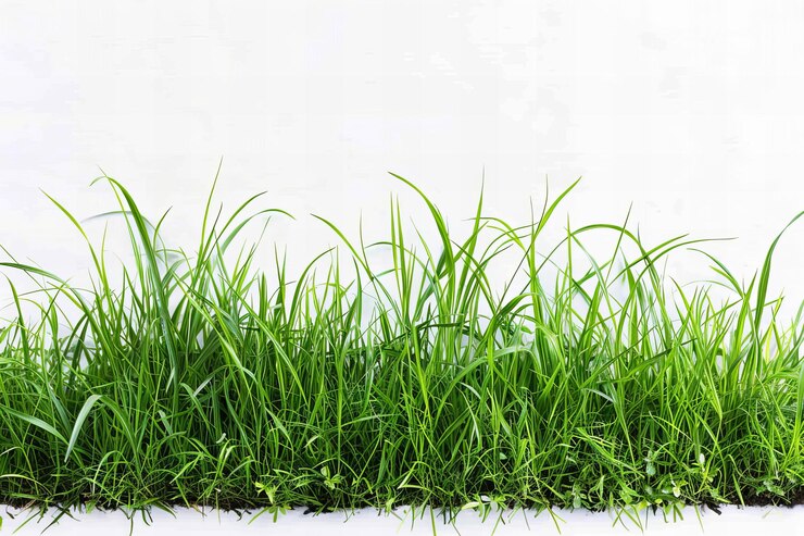 Foto een groen gras groeit in een rij