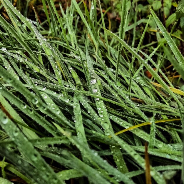 Een groen gras met waterdruppels erop