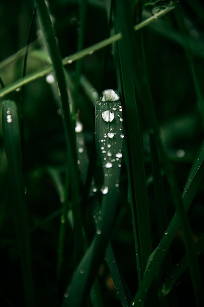 Een groen gras met waterdruppels erop