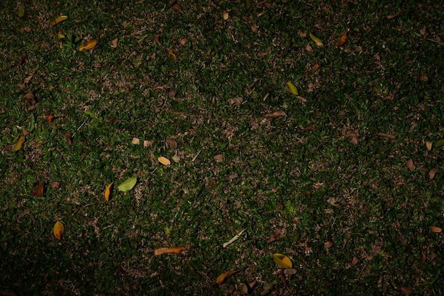 Een groen grasveld met bladeren erop