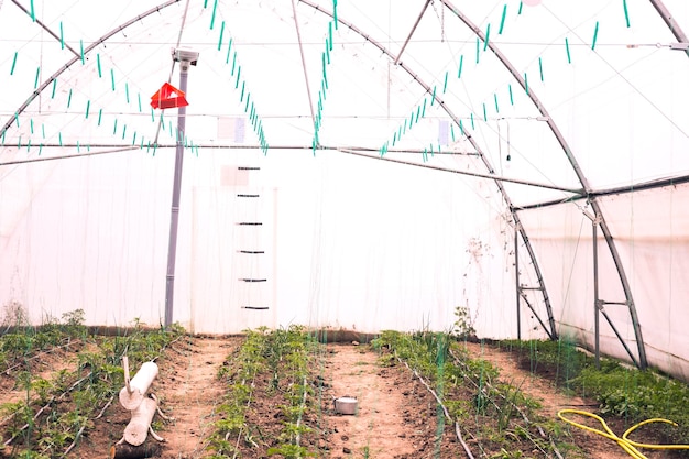 een groen huis voor tomaten