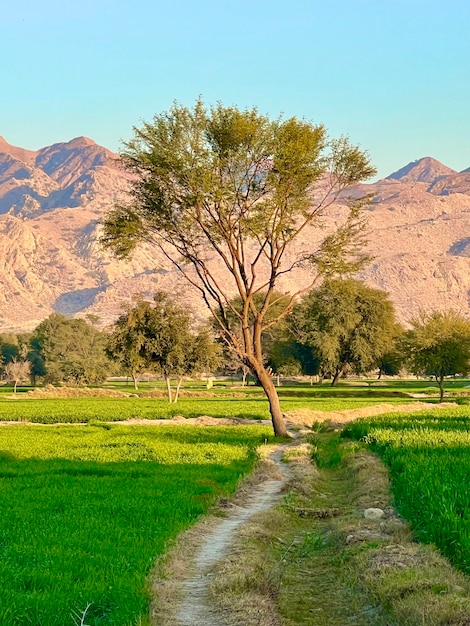 Een groen veld met bergen op de achtergrond