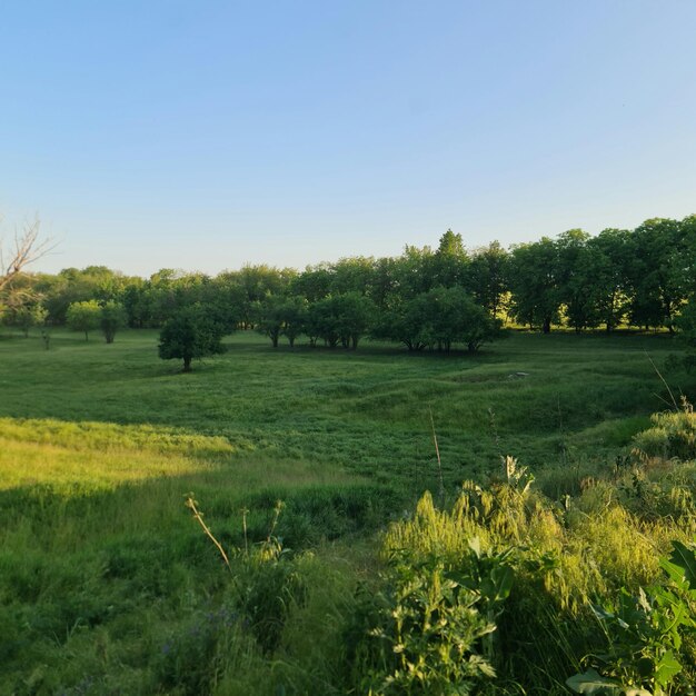 een groen veld met bomen en blauwe lucht