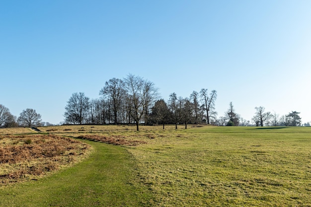 Een groen veld met bomen en een blauwe lucht