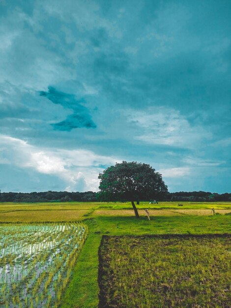 Een groen veld met een boom in het midden