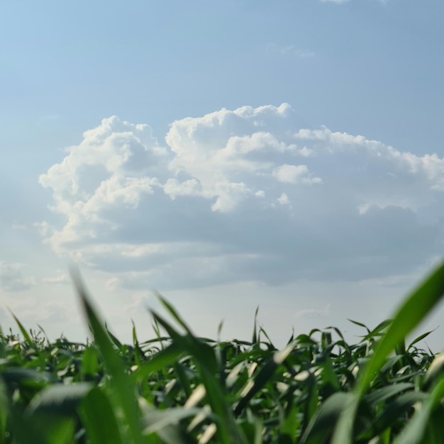 Een groen veld met een wolkje aan de lucht