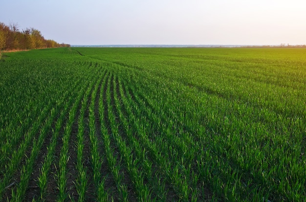 Een groen veld tijdens zonsondergang als achtergrond.