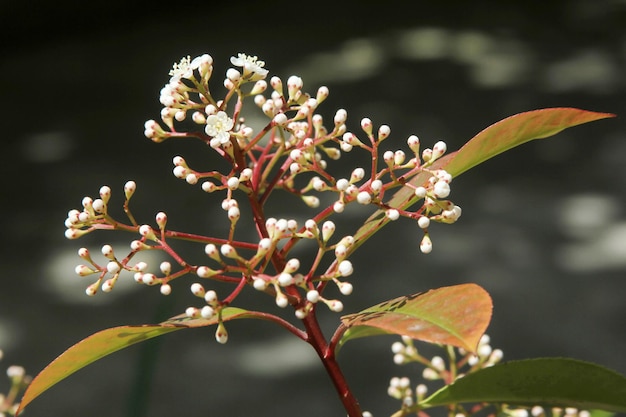 Een groenblijvende laurestine Viburnum tinus