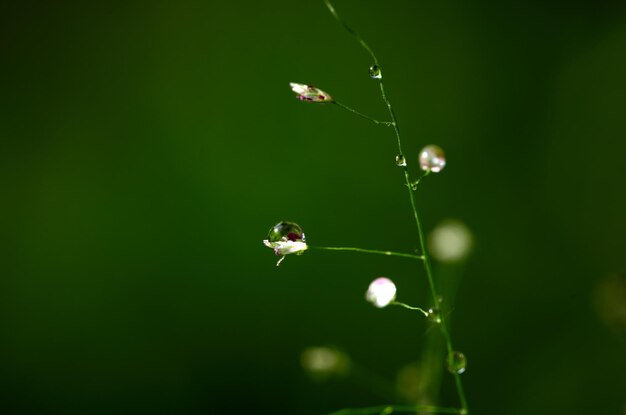 Een groene achtergrond met waterdruppeltjes op een plant