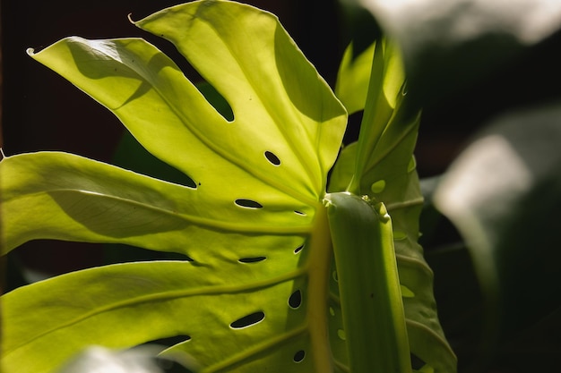 een groene achtergrond van gebladerte