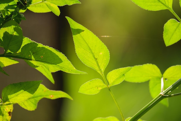 een groene achtergrond van gebladerte