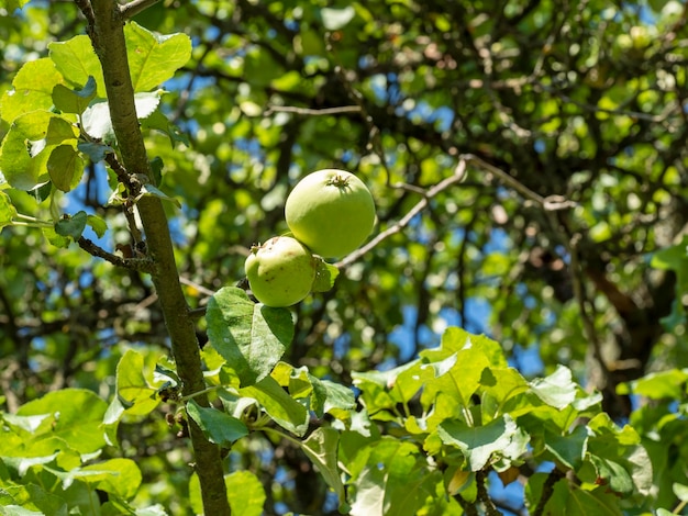 Een groene appel hangt aan een boomtak op een zonnige zomerdag