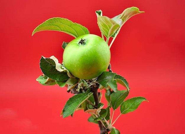 Een groene appel zit op een tak met blaadjes eraan.