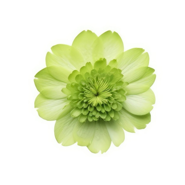 Een groene bloem met een groen midden waarop "dandel" staat.