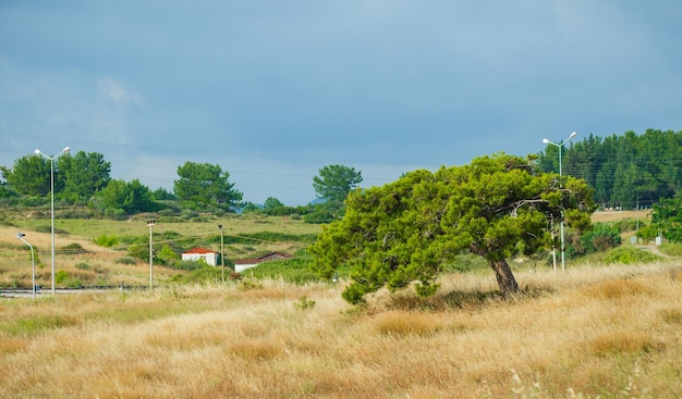 Een groene boom die groeit in een veld met geel gras Blue Sky