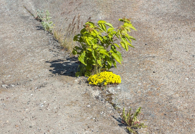 Een groene boom en bloemen zijn ontsproten tussen het grijze beton en reiken naar de zon