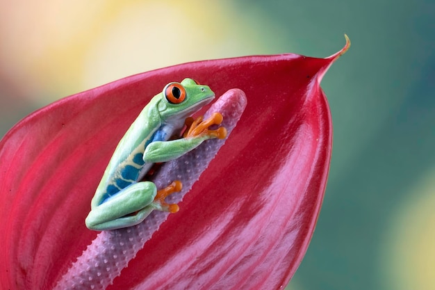 Een groene boomkikker zit op een blad.