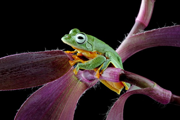 Foto een groene boomkikker zit op een bloem.