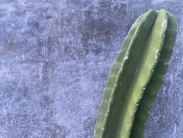 Een groene cactus in een zilveren pot