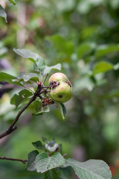 Een groene, door wormen opgegeten appel weegt op een boomtak in de tuin. Een appel aangetast door de ziekte