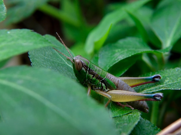 Een groene en gele sprinkhaan zit op een blad