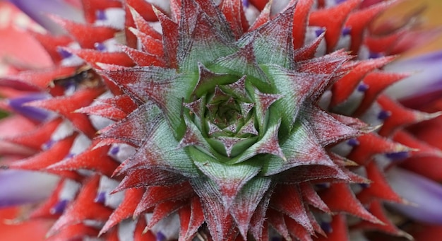 Foto een groene en rode bloem met een groen midden