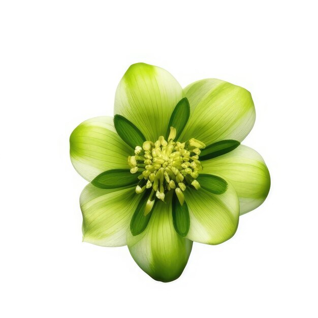 Een groene en witte bloem met het groene midden.