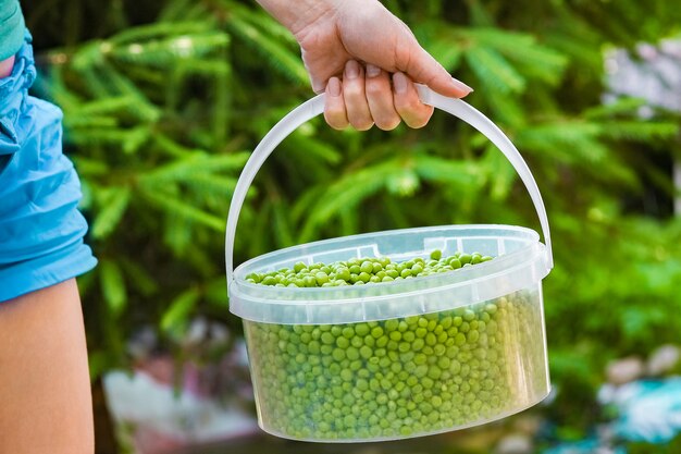 Een groene erwten in handen op de natuur op de achtergrond van de tuin