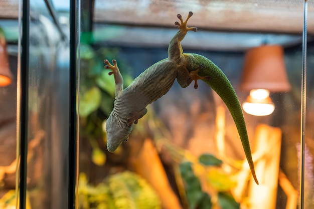 Een groene hagedis plakte aan het glas van het hangende terrarium