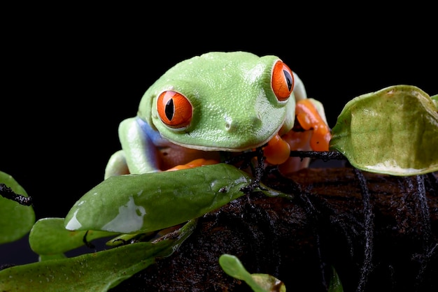 Een groene kikker met rode ogen zit op een tak