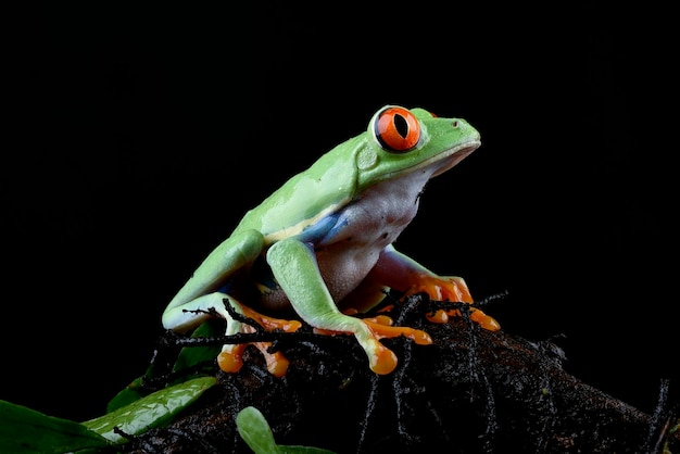 Een groene kikker met rode ogen zit op een tak.