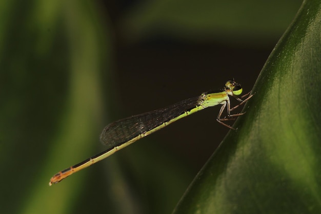 Foto een groene libel zit op een blad.