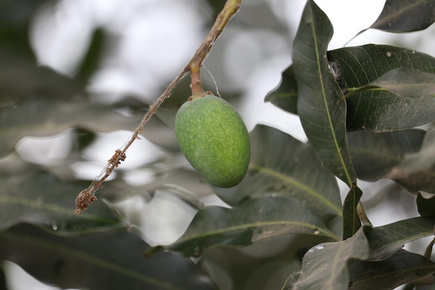 Een groene mango die aan een boom hangt