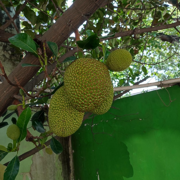 Foto een groene muur met een bos jackfruit erop