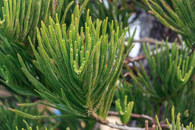 Een groene naaldboom Araucaria heterophylla groeit in een steegje langs een stadsstraat tegen de achtergrond van andere bomen en palmen