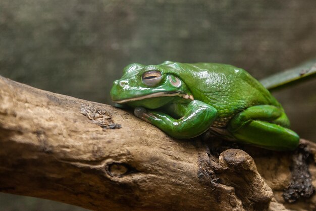 Een groene pad zit op een tak