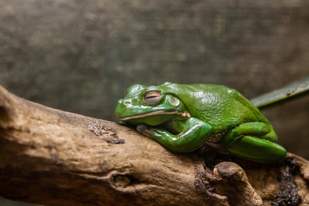 Een groene pad zit op een tak