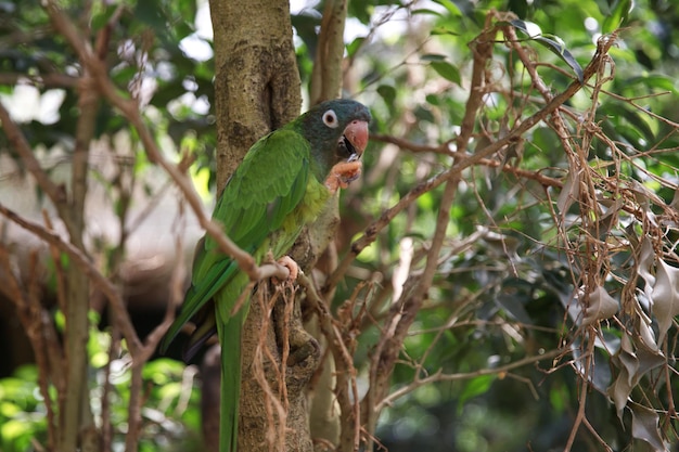 Een groene papegaai zit op een boom Amazone Luxe bergpapegaai Natuur en vogels