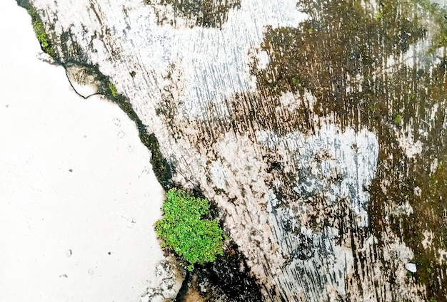 Een groene plant groeit in een spleet in een betonnen muur.