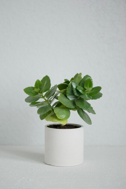Een groene plant in een betonnen pot