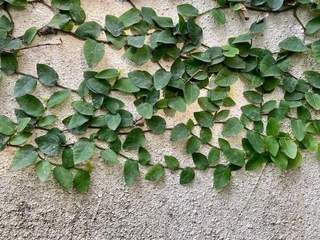 Een groene plant met bladeren erop staat op een muur.