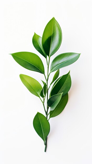 een groene plant met bladeren op een wit oppervlak