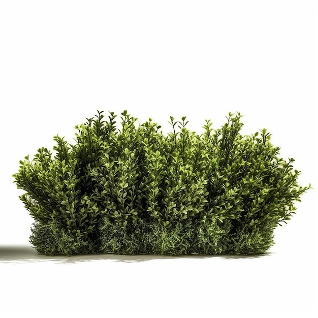 Een groene plant met bladeren voor een witte achtergrond