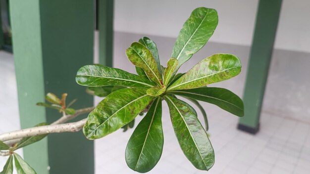 Een groene plant met een blad waarop het woord vijg staat