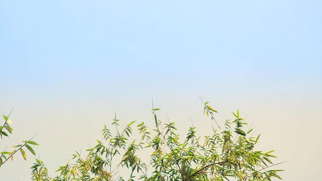 Een groene plant met een blauwe lucht op de achtergrond