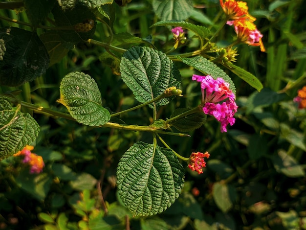 Een groene plant met een rode bloem en een gele bloem